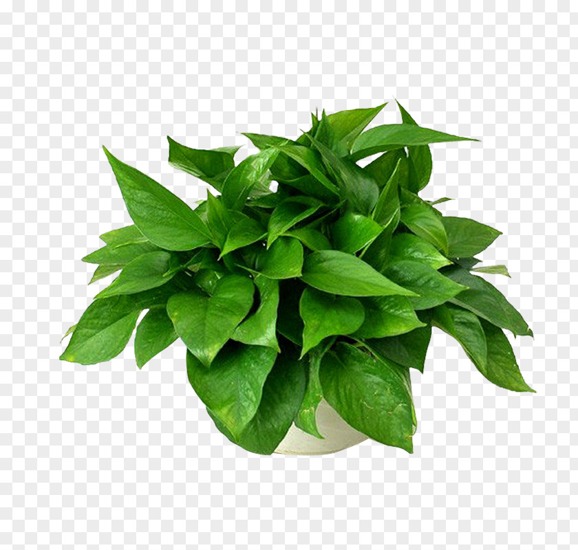 Leaf Devil's Ivy Plants Chlorophytum Comosum Formaldehyde PNG