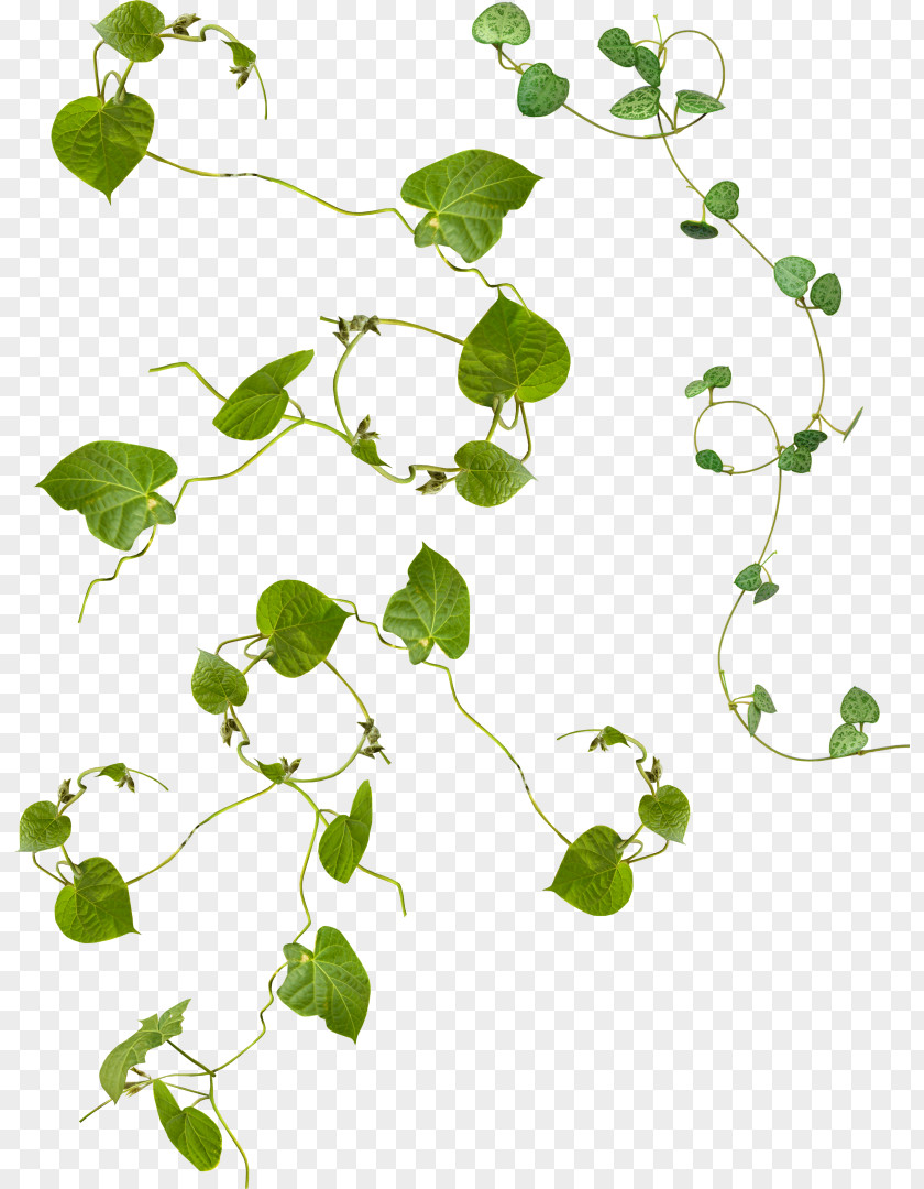 Plant Clip Art PNG