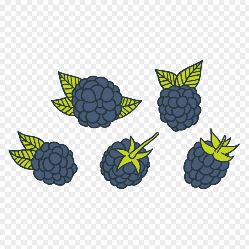 Vector Just Picked Blueberries Berry Euclidean PNG