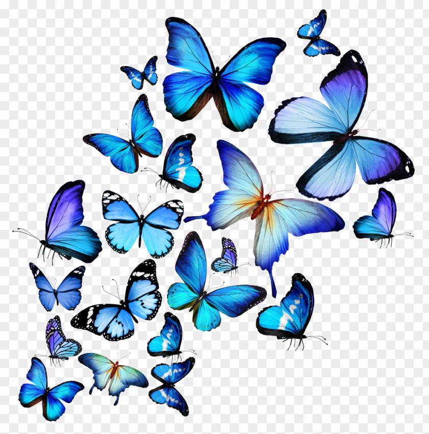 Painted Butterfly Stock Photography Royalty-free Drawing Illustration PNG