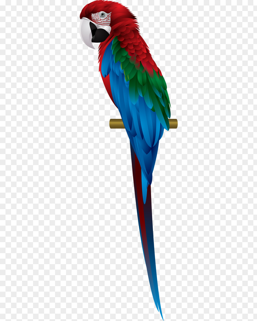 Parrot Scarlet Macaw Red-and-green Blue-and-yellow PNG