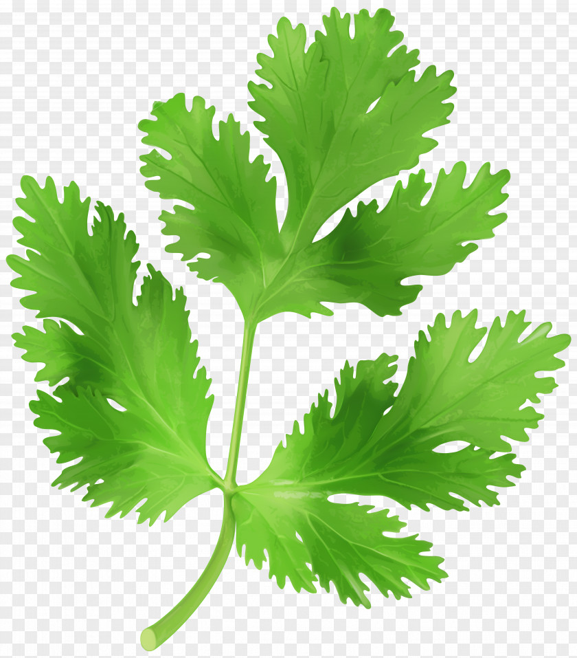 Parsley Transparent Clip Art Image Food PNG