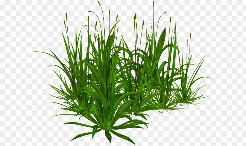 Tall Grass Download Sweet Shrub Grasses Tree Lawn PNG