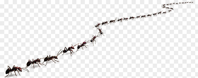 Ant Colony Trail Pheromone Clip Art PNG