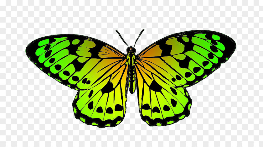 Butterfly Clipart Green Clip Art PNG