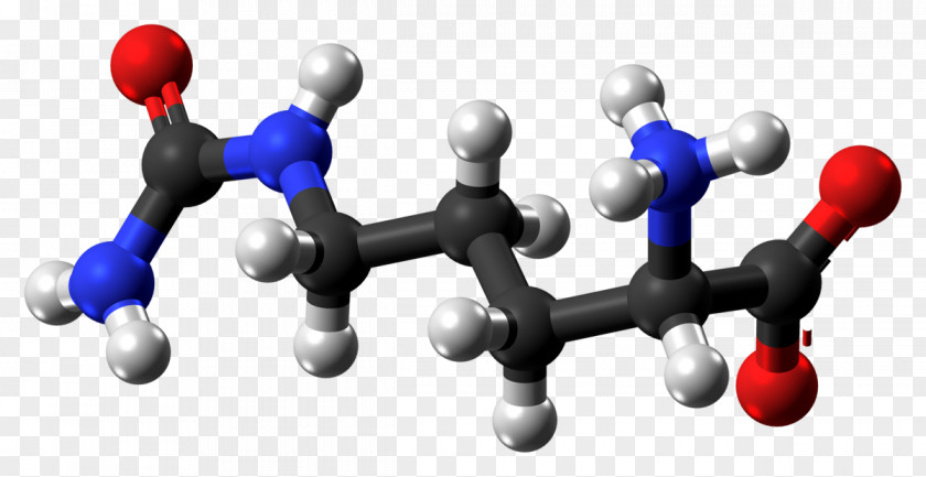Citrulline Arginine Nitric Oxide Synthase Ball-and-stick Model Carbamoyl Phosphate PNG