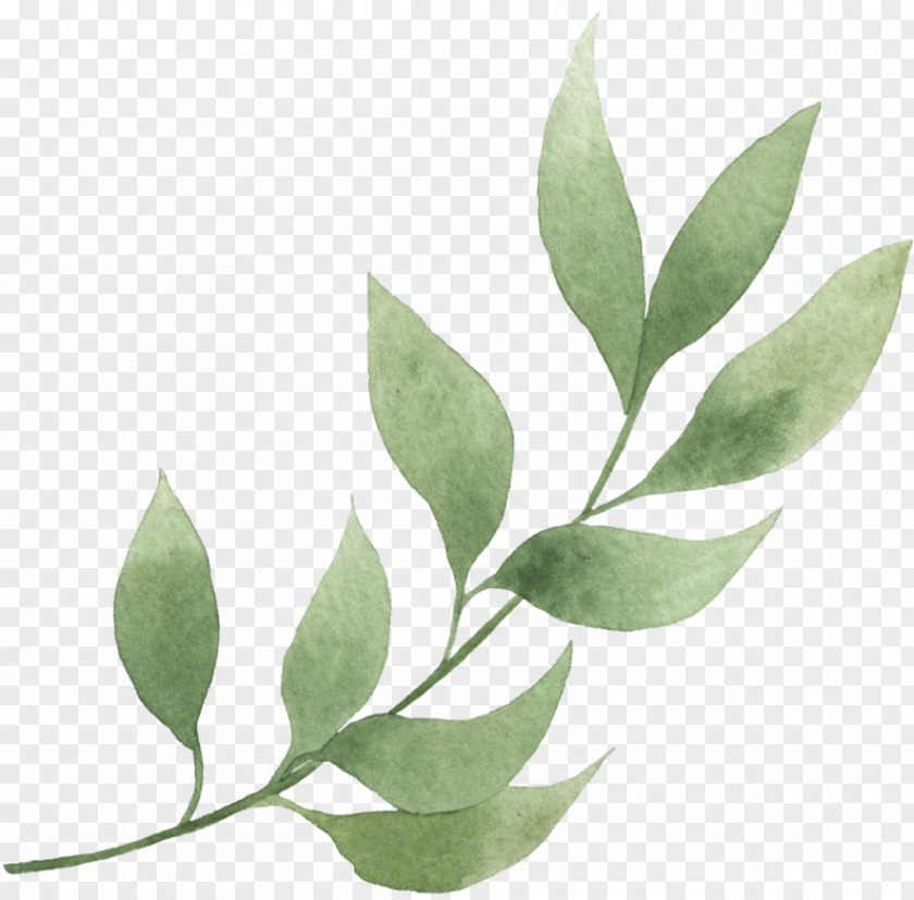 Eucalyptus Bay Leaf Plant Flower Tree PNG