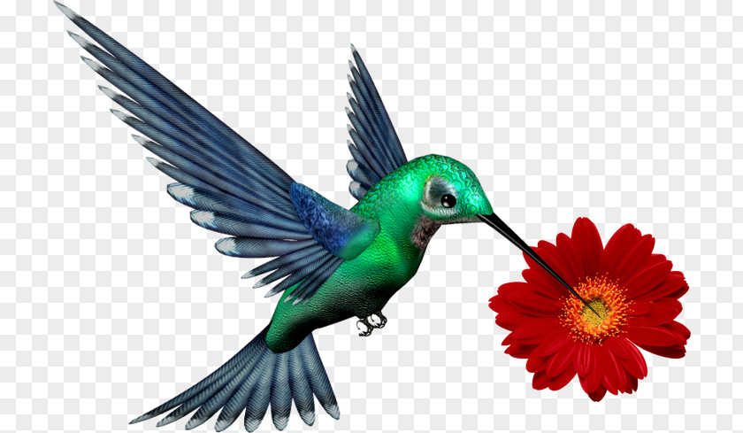 Flor De Cima Para Baixo Choose To Be Happy Design T-shirt Hummingbird Image PNG