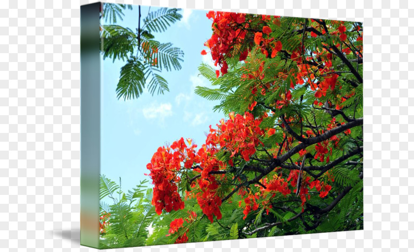 Tree Hawaii Royal Poinciana Nature Flower PNG