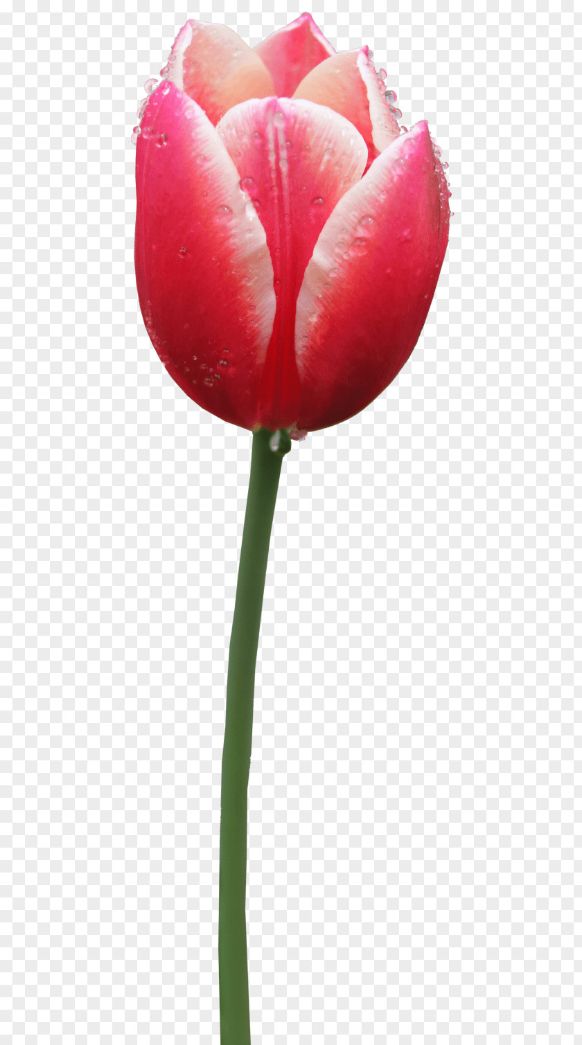 Tulip Clip Art Desktop Wallpaper Image PNG
