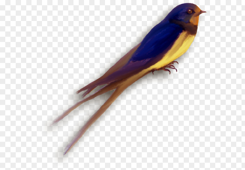 Feather Finches Swallow Parakeet Beak PNG