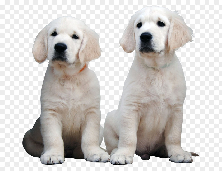 Golden Retriever Labrador Puppy Dog Breed Companion PNG