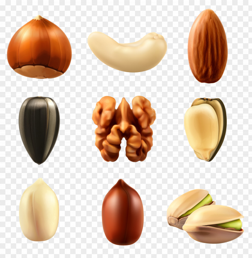Nuts Collection Clipar Image Nucule Mixed Euclidean Vector Dried Fruit PNG
