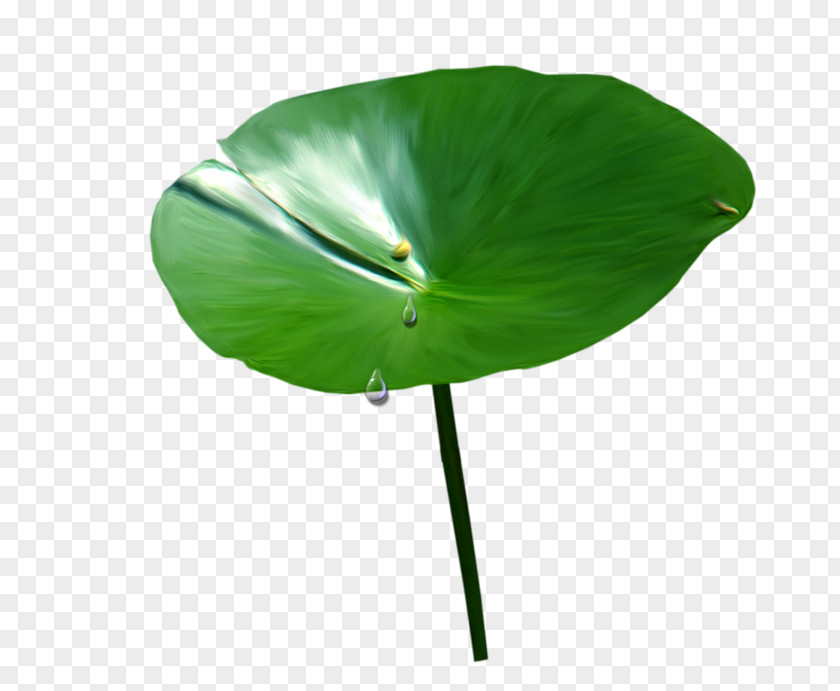Product Design Plant Stem Leaf PNG