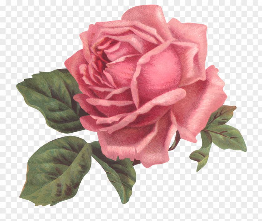 Shabby Vintage Clothing Flower Rose PNG