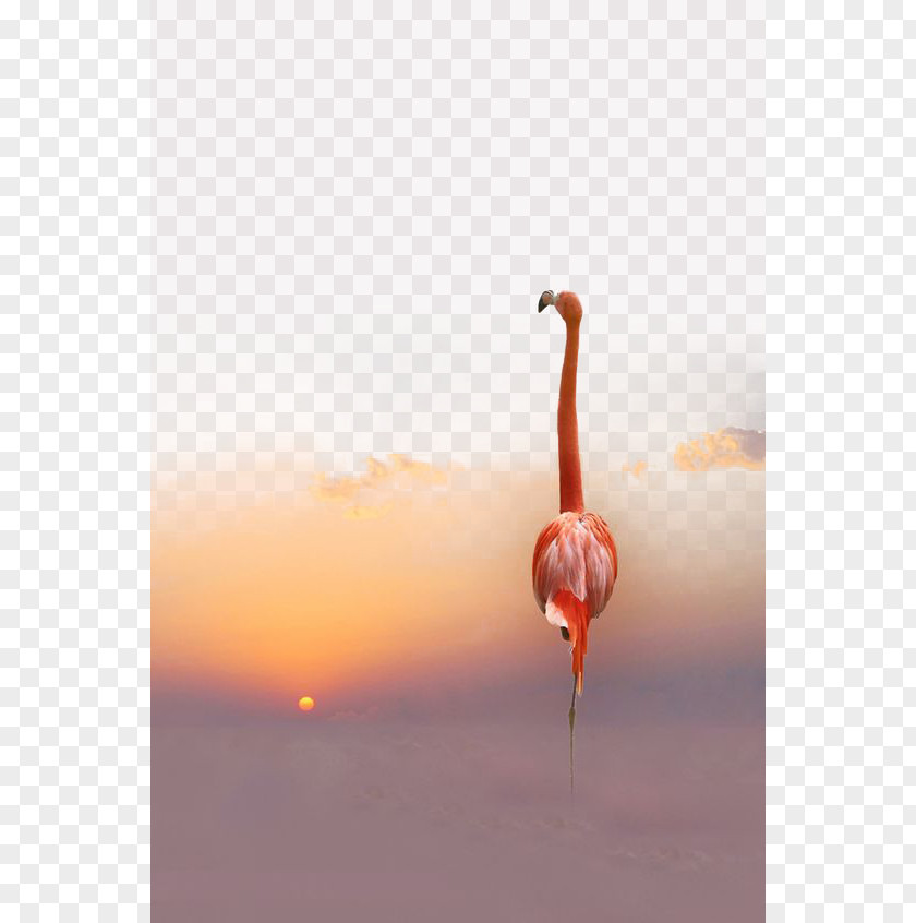 South Africa Flamingo Greater Bird PNG