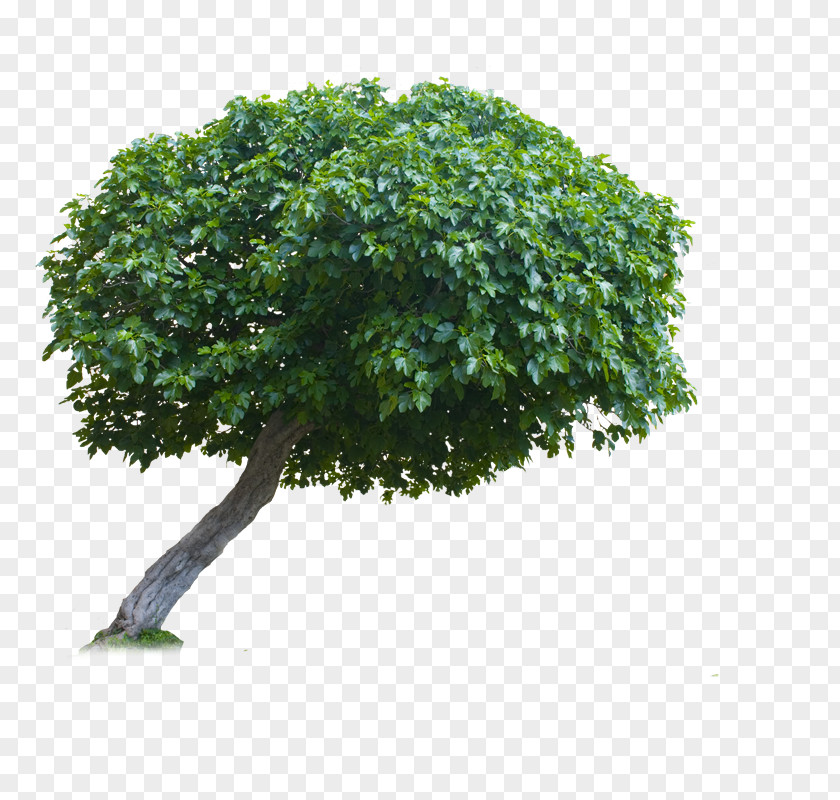 Ww Monkey Pod Tree Branch PNG