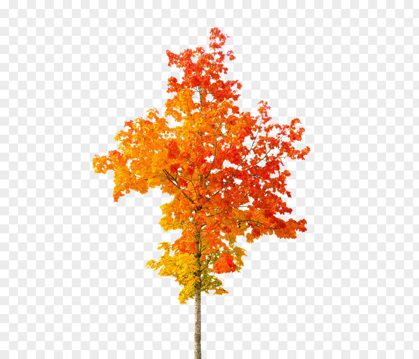 Autumn Leaf Color Tree Clip Art PNG