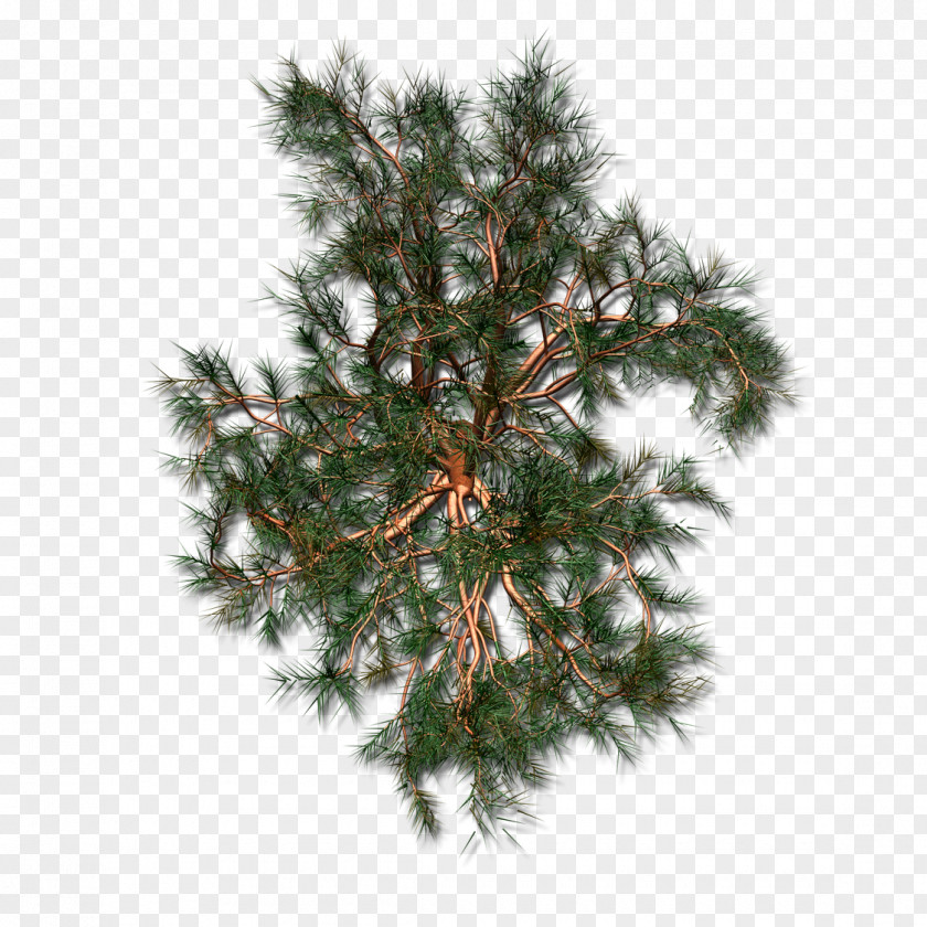 Christmas Tree Spruce Ornament Fir Day PNG