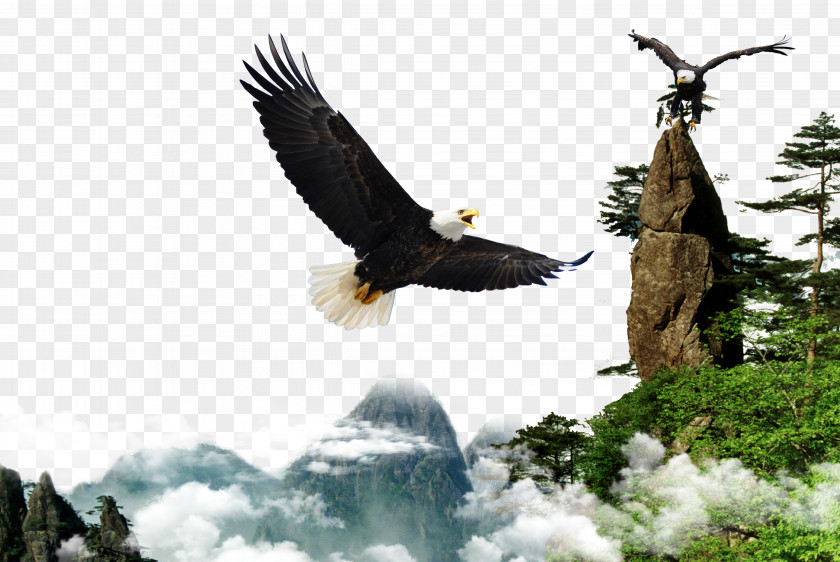 Creative Creative,Eagle Wings Download PNG