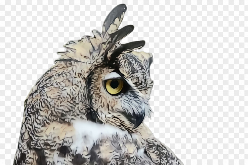 Great Grey Owl Wildlife Bird Eastern Screech Of Prey Horned PNG