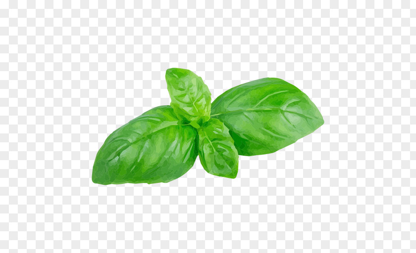 Leaf Holy Basil Herb PNG