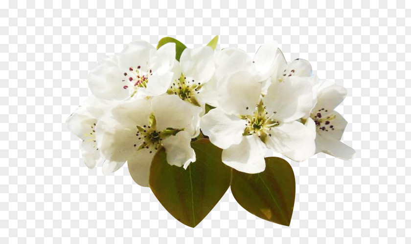 A Group Of Pear Petals Picture Material Floral Design Petal Flower Peach Blossom PNG