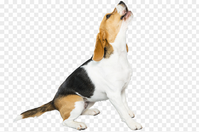 Flea Beagle-Harrier Puppy Dog Breed Pet PNG