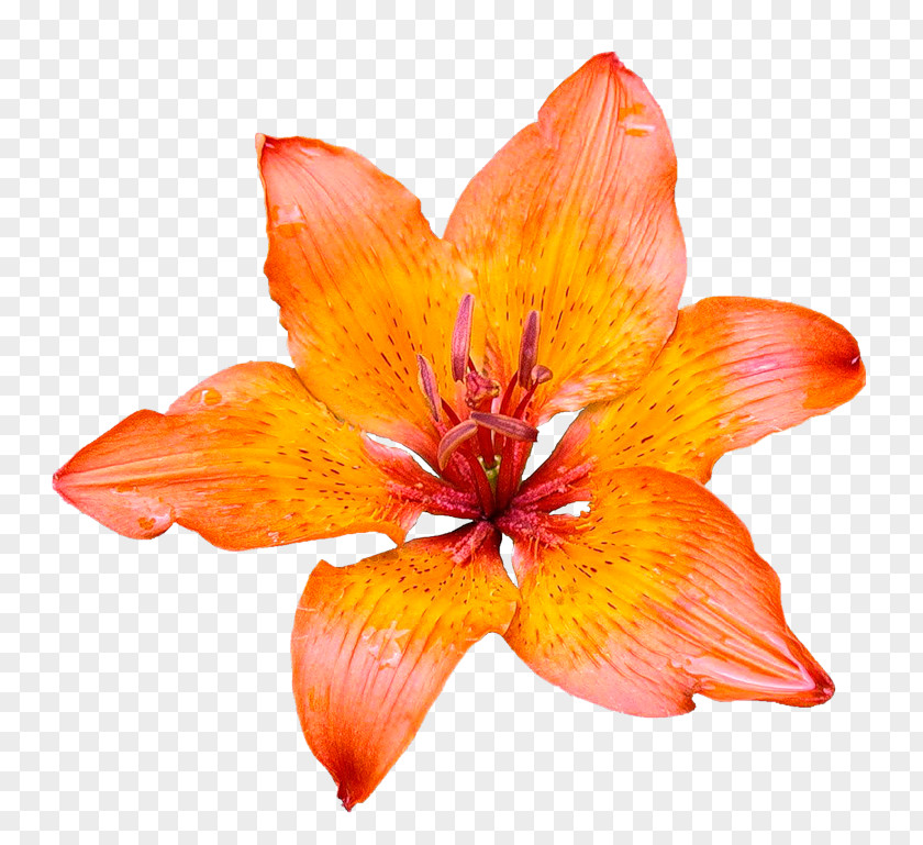 Flower Pink Flowers Desktop Wallpaper Orange Lily Red Spider PNG