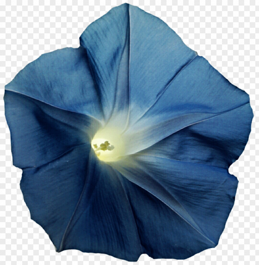 Glory Cobalt Blue Electric Tropical White Morning-glory Ipomoea Violacea PNG
