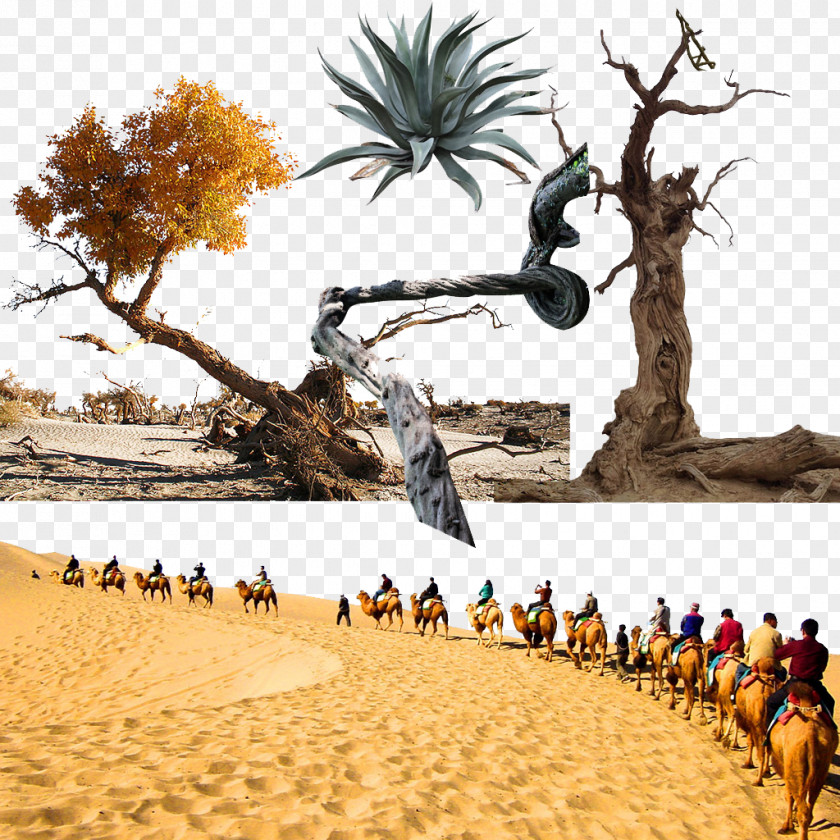 Desert Landscape Tree PNG