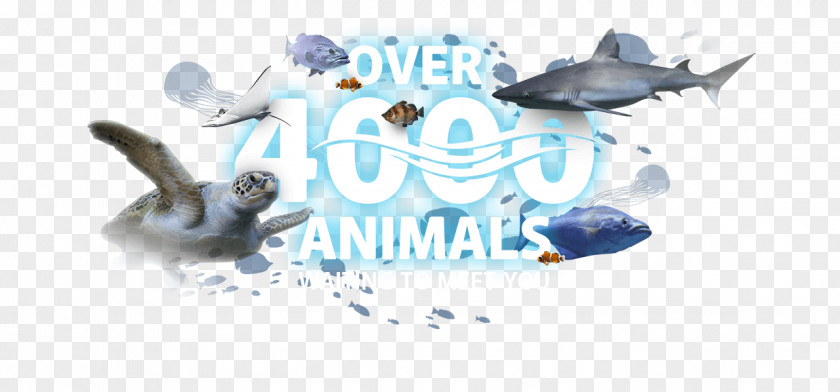 Desktop Aquariums Shark Logo Brand Font Wallpaper Product PNG