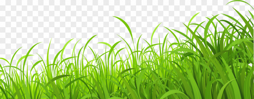 Fresh Meadow Grass Lawn Download Wallpaper PNG