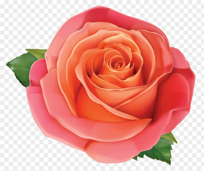 Large Rose Clipart Image Pink Clip Art PNG