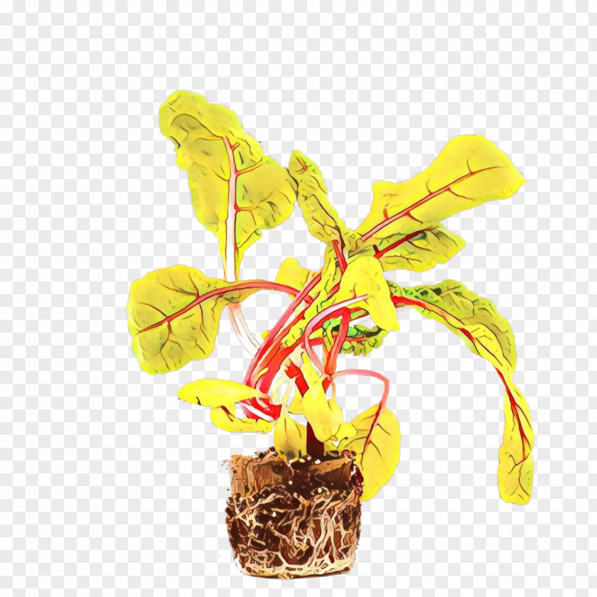 Perennial Plant Orchid Flower PNG