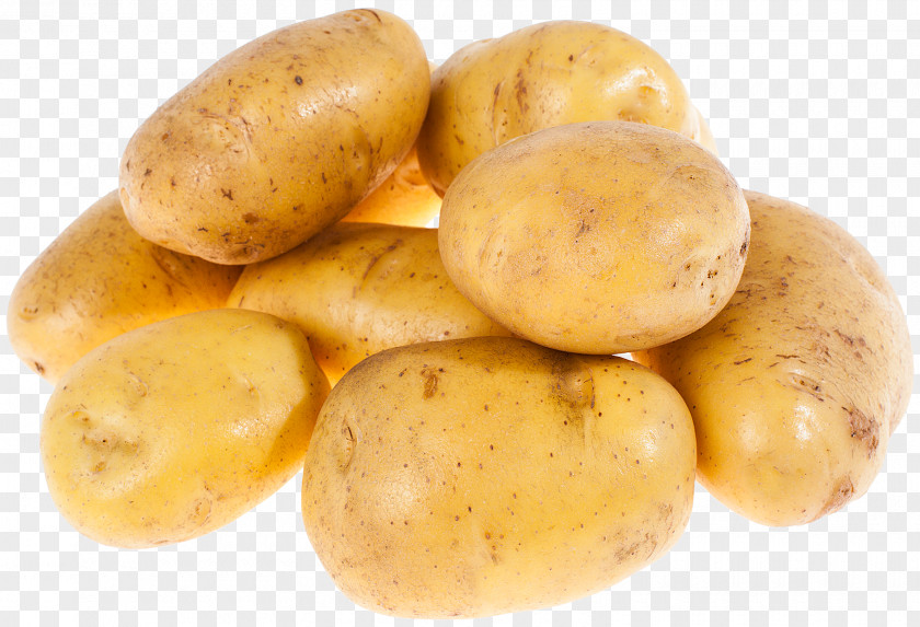 Potatoes Logo Fingerling Potato Russet Burbank Yukon Gold Tuber STX EUA 800 F.SV.PR USD PNG