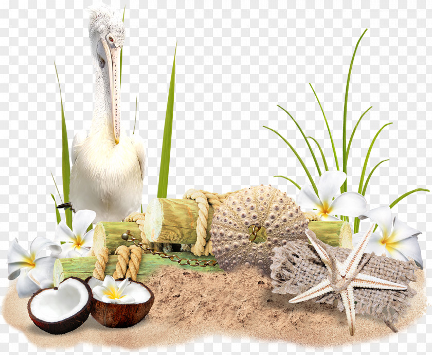 Seashell Picture Frames PNG