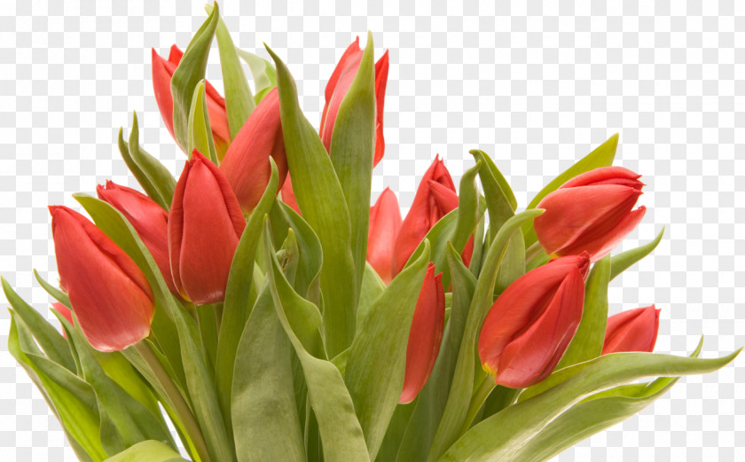 Tulip Flower Bouquet Cut Flowers PNG