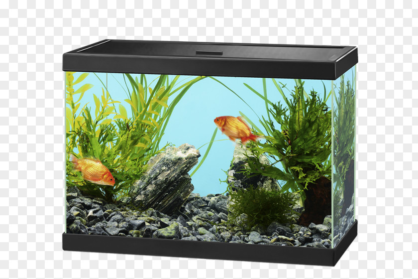 Aquarium Light-emitting Diode Aquariums PNG