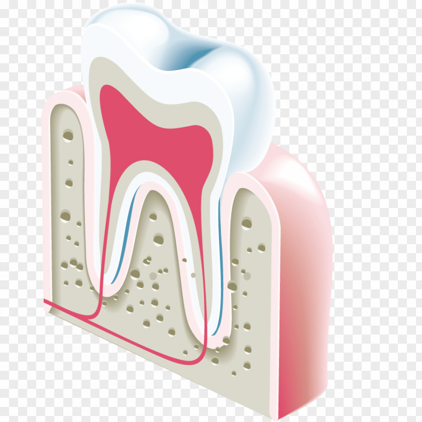 Vector Teeth Anatomical Model Dentistry Tooth Icon PNG