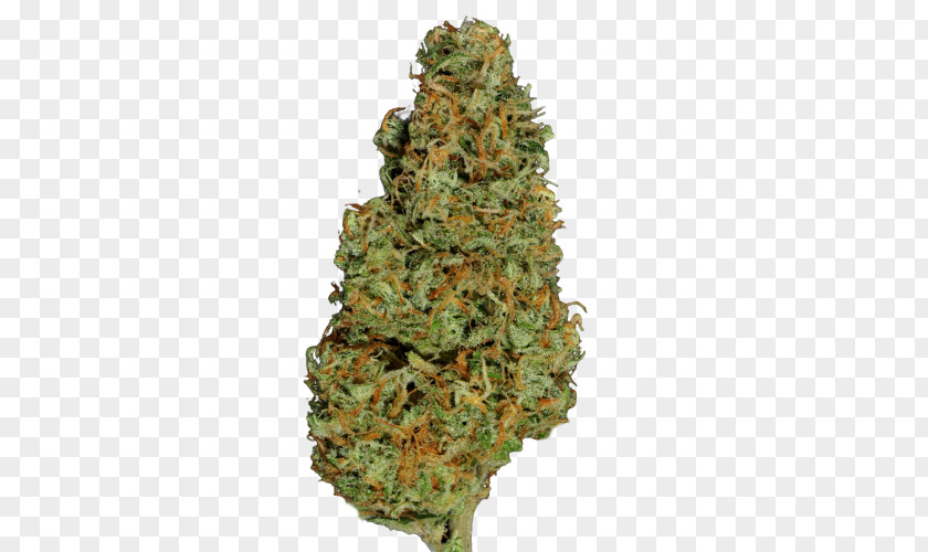 Cannabis Feminized Hemp Conifer Cone Blue Dream PNG