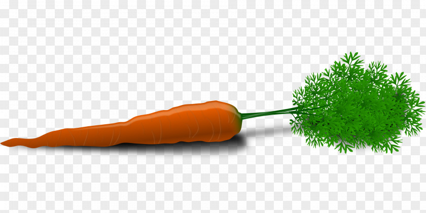 Creative Carrots Carrot Vegetable Clip Art PNG