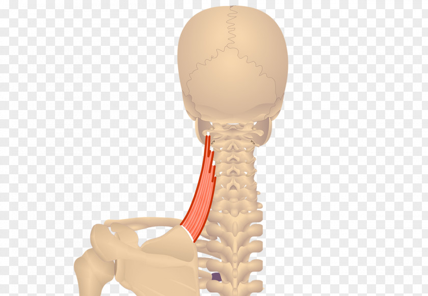 Scapula Rhomboid Minor Muscle Major Muscles Levator Scapulae PNG