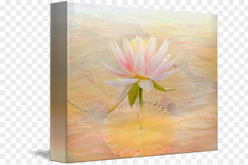 Water Lilies Watercolor Painting Flower Still Life PNG