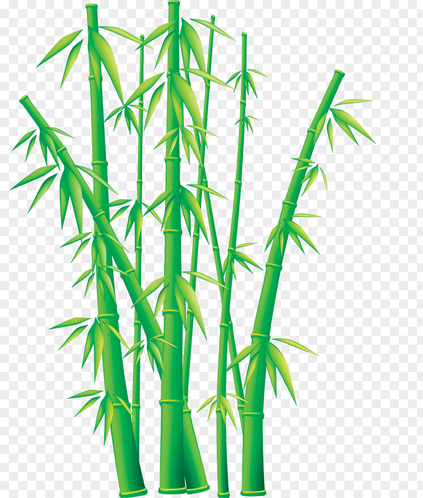 Bamboo Bambusodae Free Content Clip Art PNG
