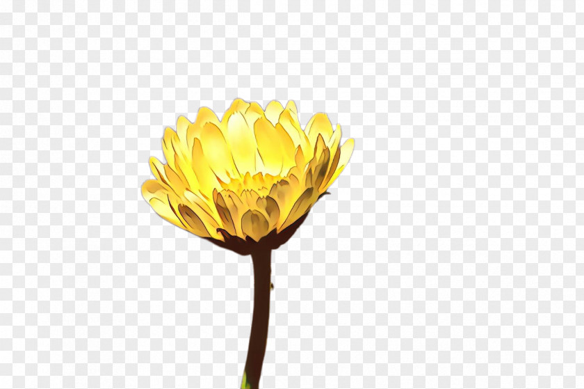 Bud Dandelion Flowers Background PNG