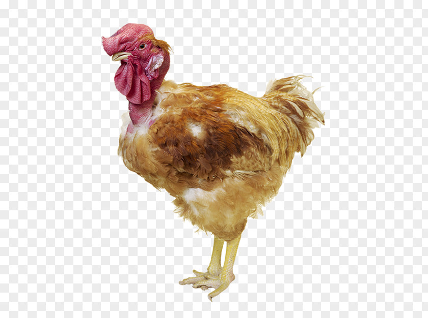 Rooster Creole Chicken Rhode Island Red Naked Neck Poultry Production PNG chicken Production, Egg clipart PNG