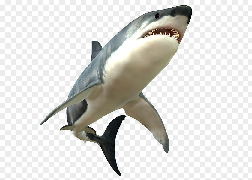 Shark Picture Great White Clip Art PNG