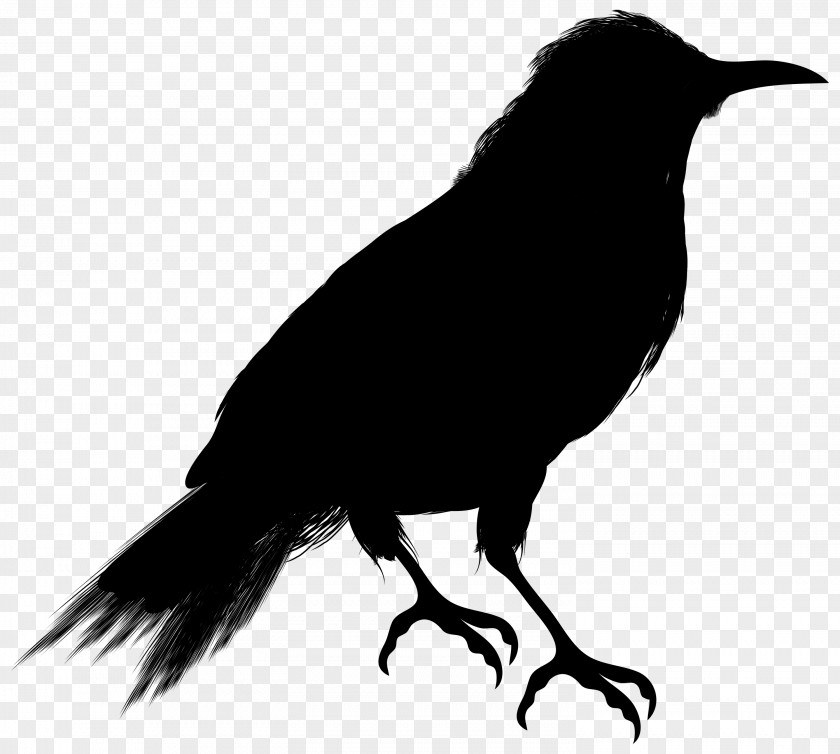 Crow Clip Art Vector Graphics Silhouette Image PNG