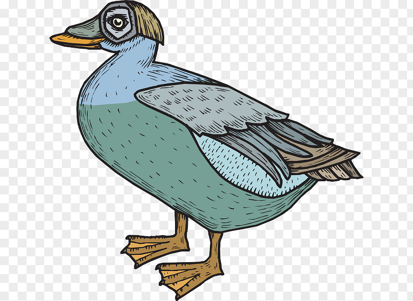 Goose Mallard Duck Feather Bird PNG